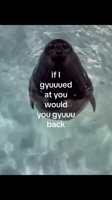 if I gyuuued at you would you gyuuu back seal