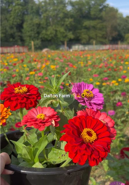 Dalton Farm, New Jerseyit’s a good 40 minute drive from Philadelphia. Superrr cute and there is