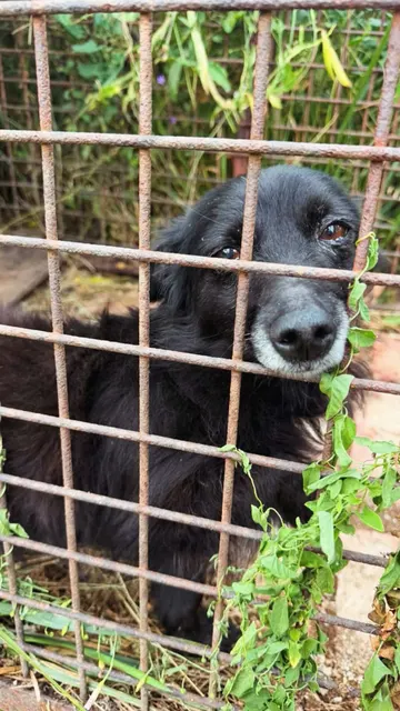 Viele Menschen in Bosnien und allgemein denken leider öfters das Sie den Hunden so helfen, wenn